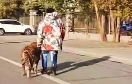 hombre pasea perro disfrazado tigre