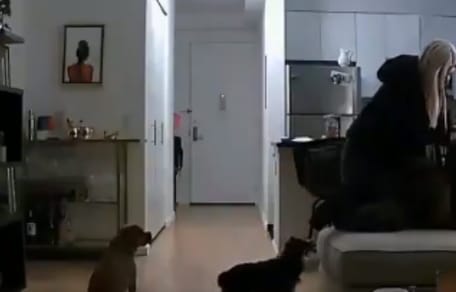 Dog walker surveillance footage