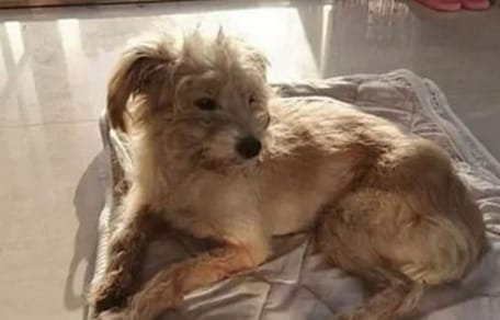 Beigefarbener Hund liegt auf Decke
