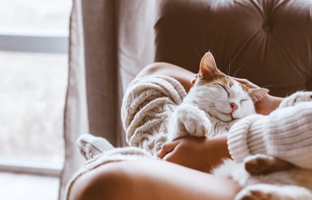 cómo hacer feliz a tu gato en casa