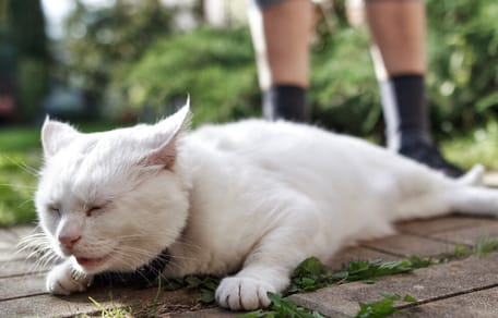 Eine weiße Katze liegt auf dem Boden