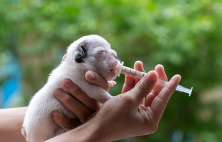 que darle de comer a un cachorro recien nacido