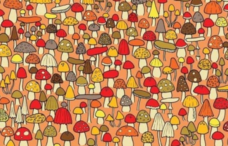 Zeichnung: Pilze auf orangefarbenem Grund