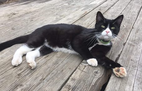 Paar lächelt in die Kamera, Katze schaut aus Box