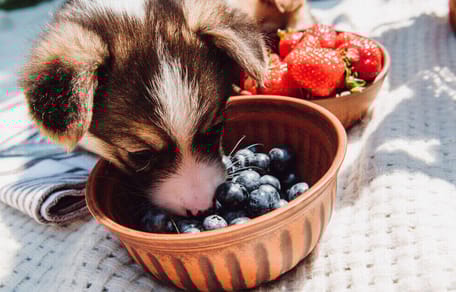 perro cachorro comiendo arandanos