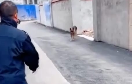 Schäferhund und Mann in blauem Anzug