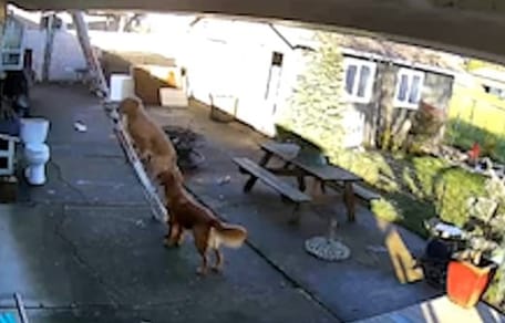 Der Hund auf der Leiter.