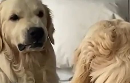 Golden retriever widzi się w lustrze