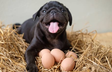 cómo pueden comer huevo los perros