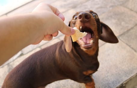 es malo darle pan a los perros