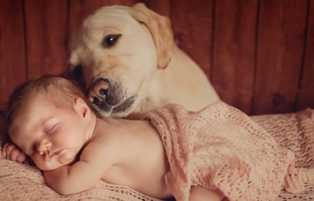 criar a un bebé con un perro golden retriever