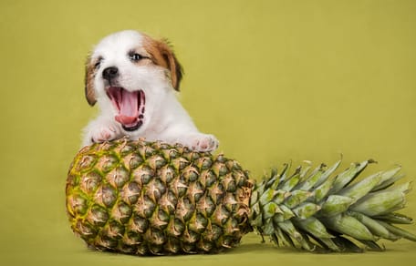 un cachorro apoyado en una piña