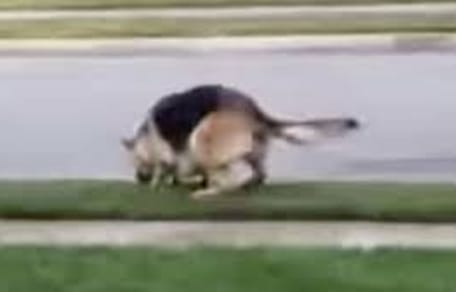 Pies, dziecko i zraszacz wody.