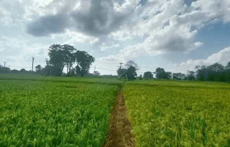 campo perro maltratado