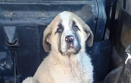 Spanischer Mastiff Welpe