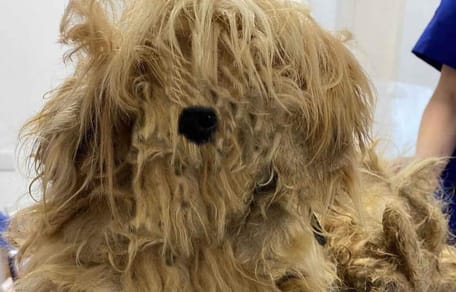 Hund mit schmutzigem und verfilztem Fell