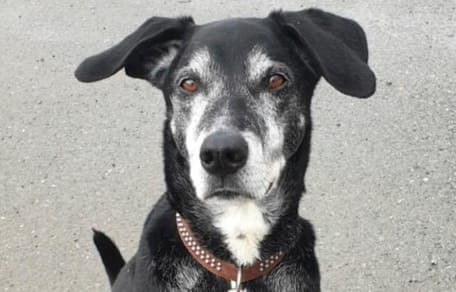 Der mutige Dobermann-Mischling.