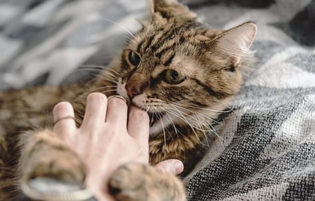 Kat bijt in de hand van zijn/haar verzorger