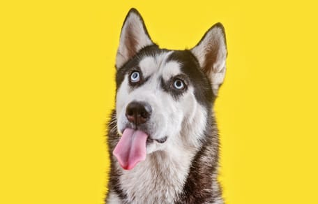 Husky siberiano en fondo amarillo