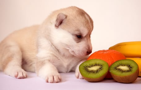 un cachorro de husky mira unos kiwis y otras frutas