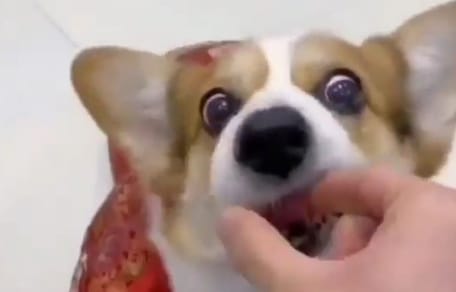 perro corgi con cara de loco
