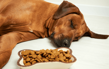 Welk fruit mag een hond? Een lijst met al het fruit