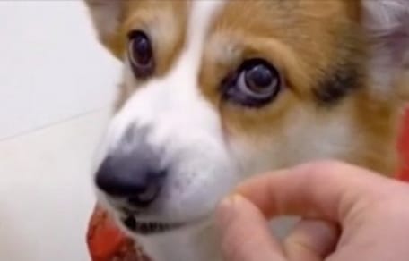 braun-weißer Corgi mit rotem Pulli