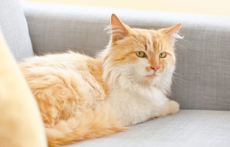 gattino rosso sul divano