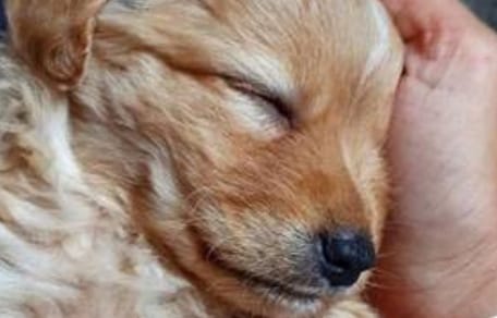 Der kleine Welpe namens Nori.