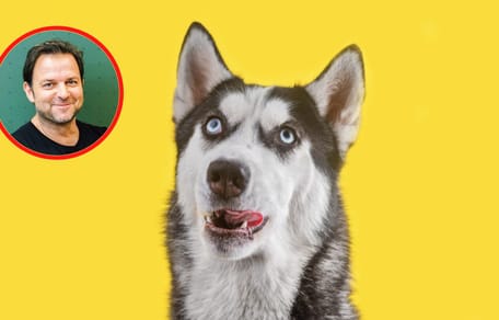 Dumm wirkender Husky und Rütter