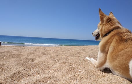 cadiz con perro
