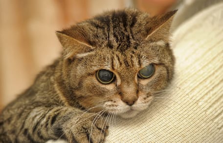 Blinde Katze