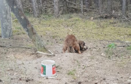 Der ausgesetzte Hund.