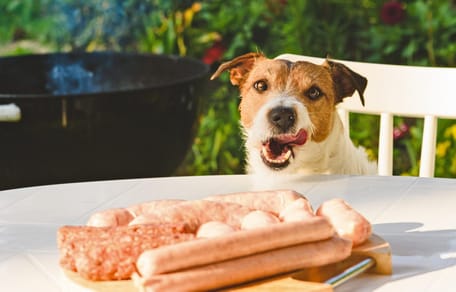 Hond met braadworst