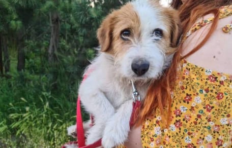 cane tenuto in braccio da una donna in abito giallo