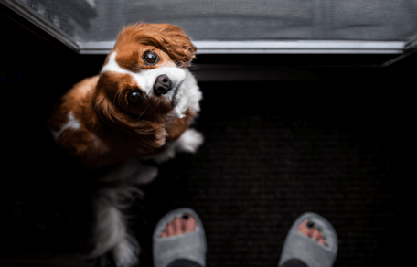 Hond met verlatingsangst bij deur