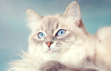 gatto-con-occhi-blu