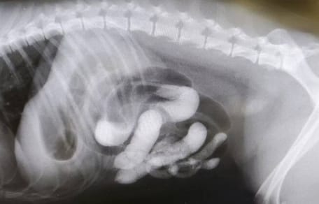 radiografia perra