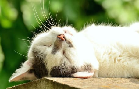 Hoe gaan katten om met warmte?