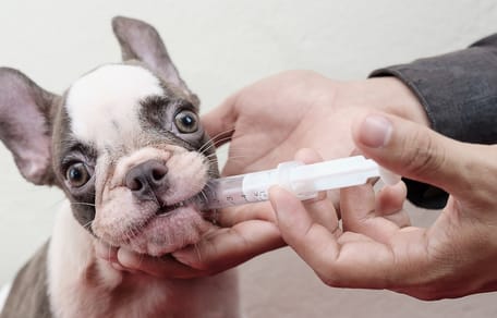 Un perro toma ambroxol