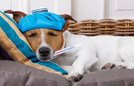 Un perro jack russell con gripa