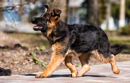 Puppy training: de basisschool voor honden