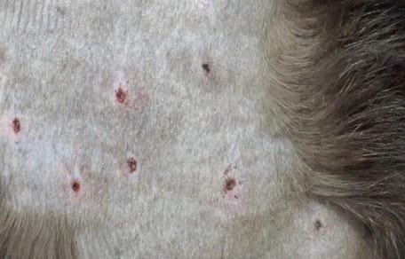 Rasierter Bauch von Katze mit Einschusslöchern