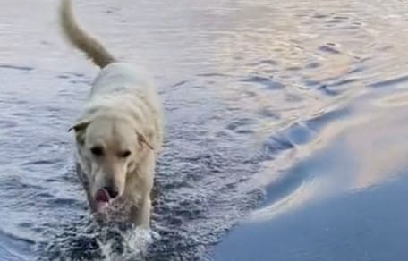 perro cruzado liandola parda en el lago