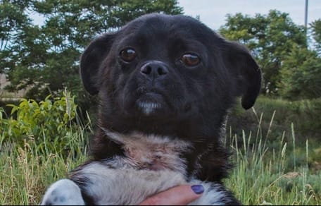 perro encontrado con mancha en el cuello