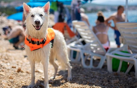 Pies na plaży w Chorwacji