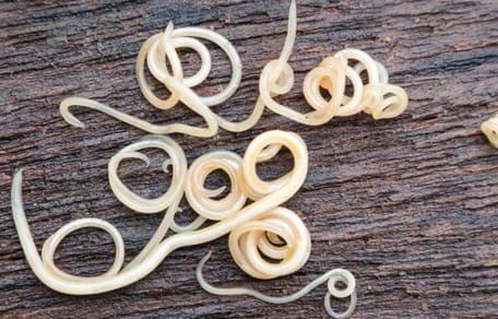 Toxocara canis oruga de perro)