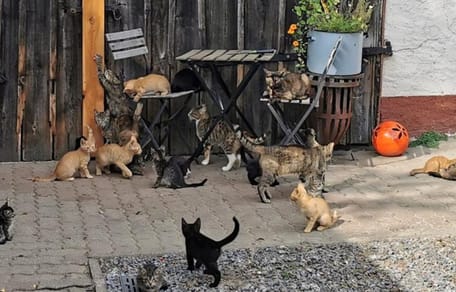 Katzen auf Hof