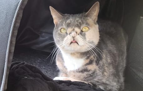 Katze Willow im Garten