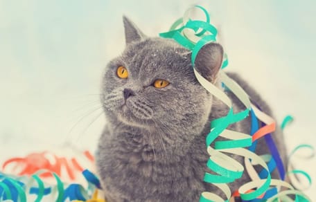 Día Mundial del gato